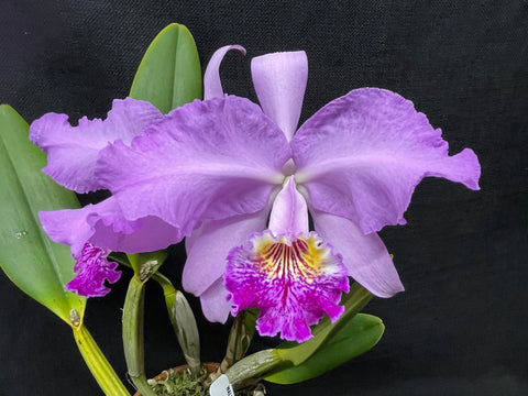 C. lueddemanniana `More Art' HCC/AOS Div #1 Original Division Species Cattleya Orchid Plant