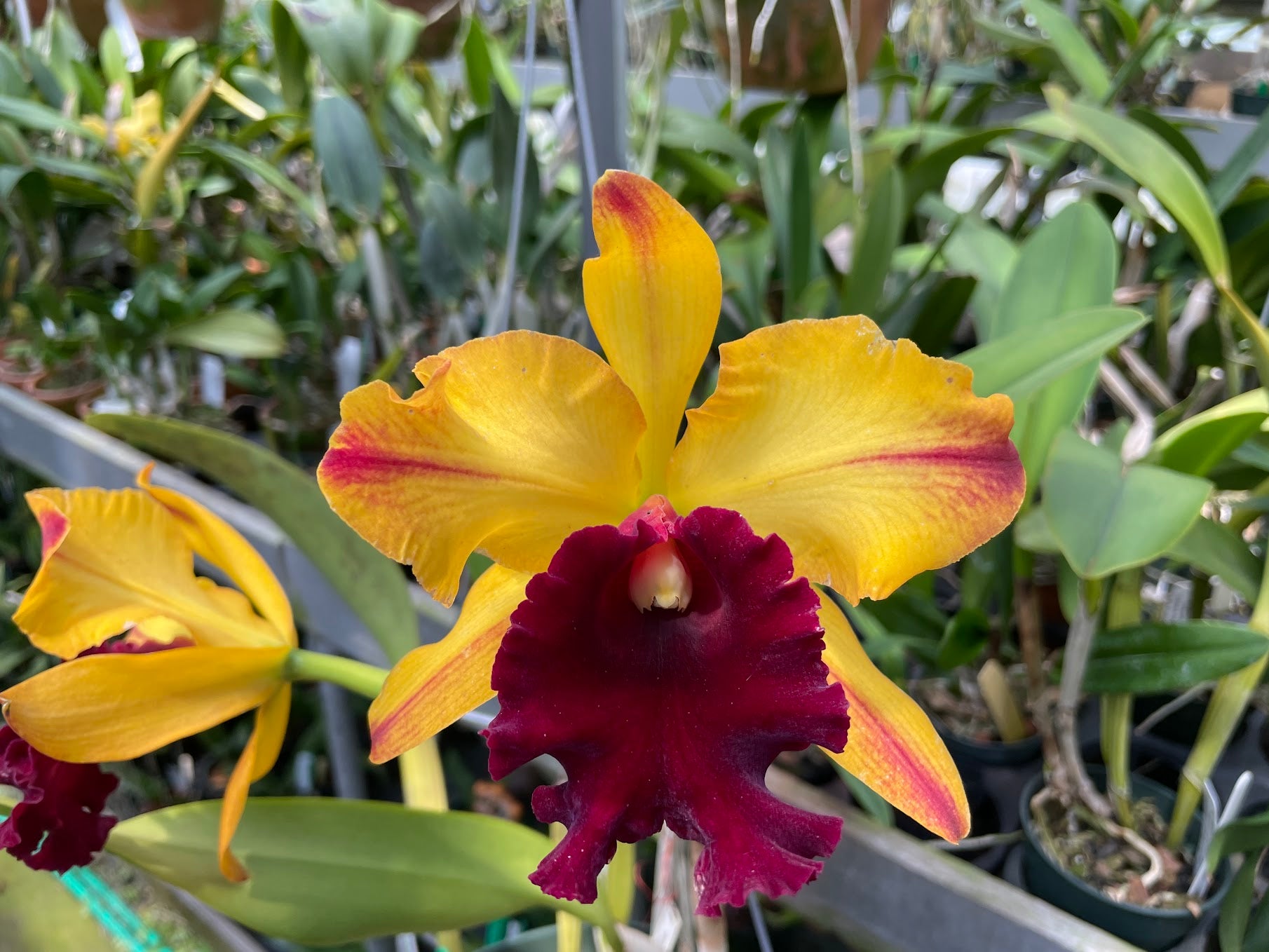 Blc. Toshie Aoki `Miniflares' AM/AOS Select Orchid Plant – Waldor