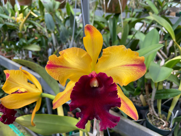 Blc. Toshie Aoki `Miniflares&