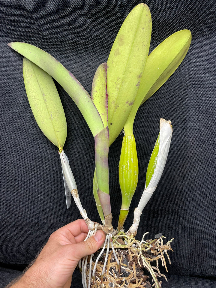 C. trianaei flamea-rubra `Catt Nutts&