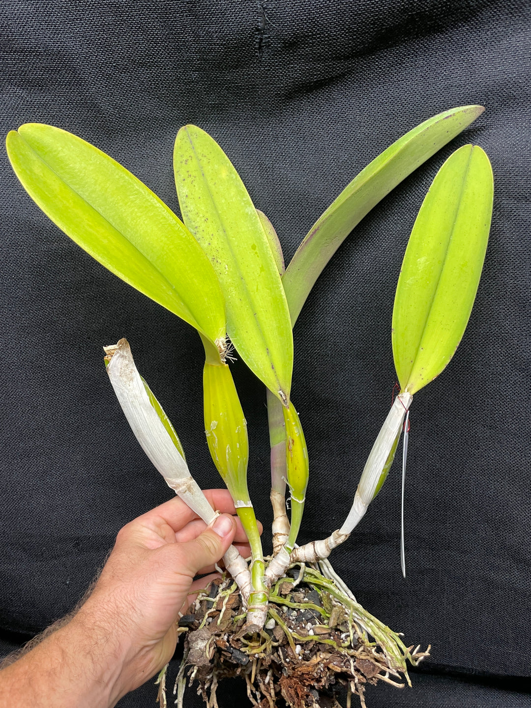 C. trianaei flamea-rubra `Catt Nutts&