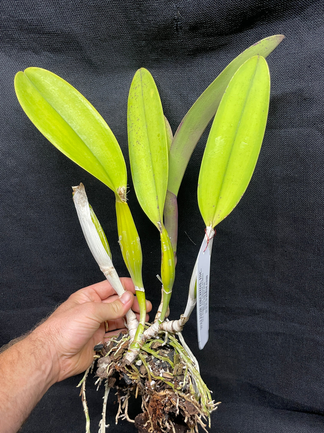 C. trianaei flamea-rubra `Catt Nutts&