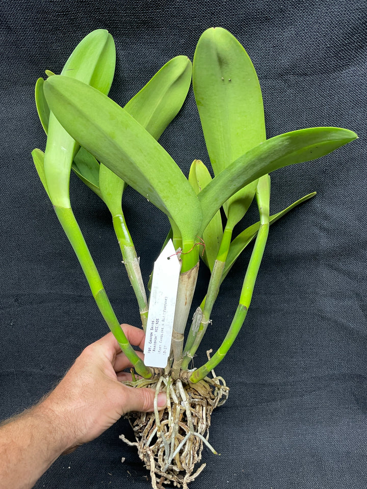 Pot. Canyon Sands `Anaconda&