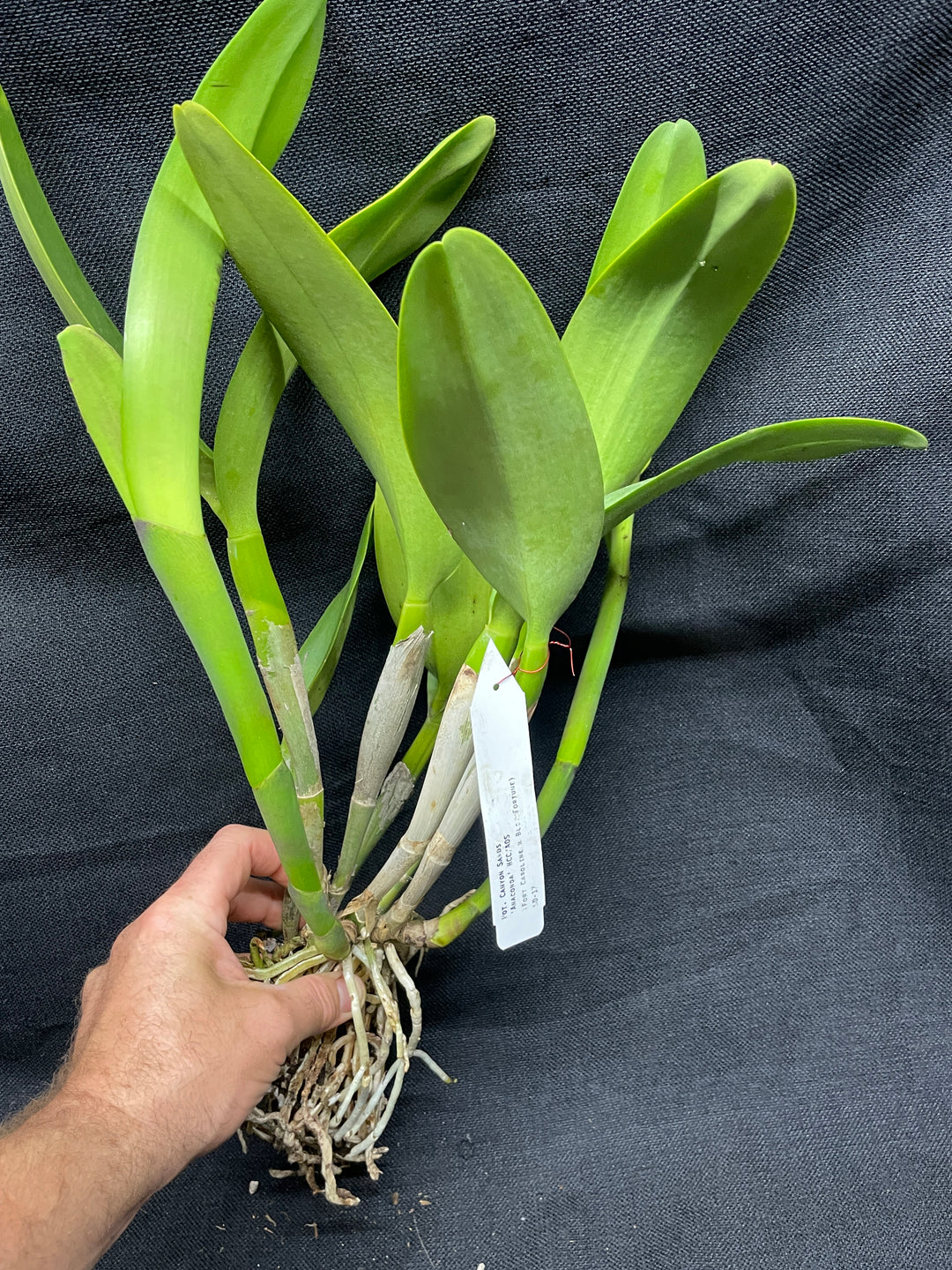 Pot. Canyon Sands `Anaconda&