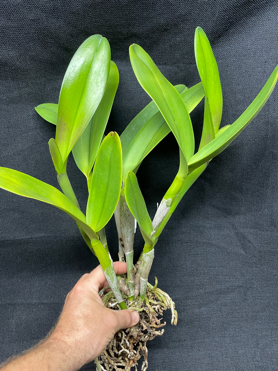 Pot. Canyon Sands `Anaconda&