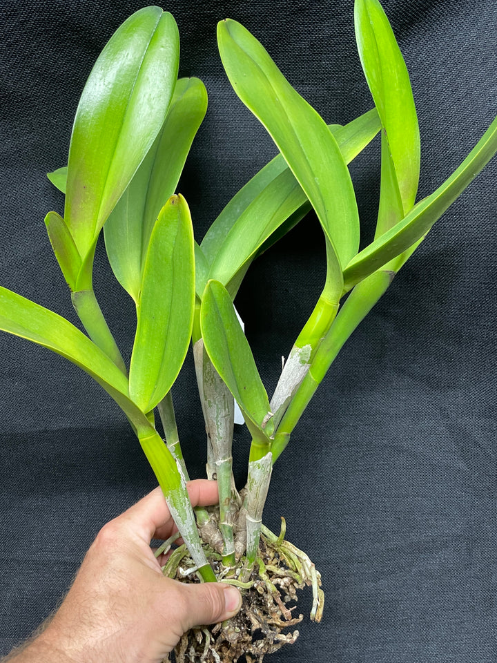 Pot. Canyon Sands `Anaconda&