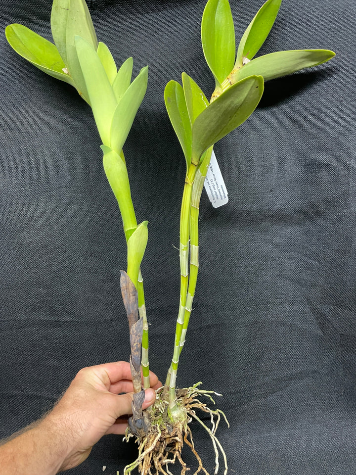 C. bowringiana albescens `Waldor&