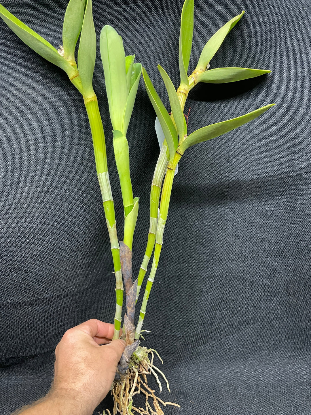 C. bowringiana albescens `Waldor&