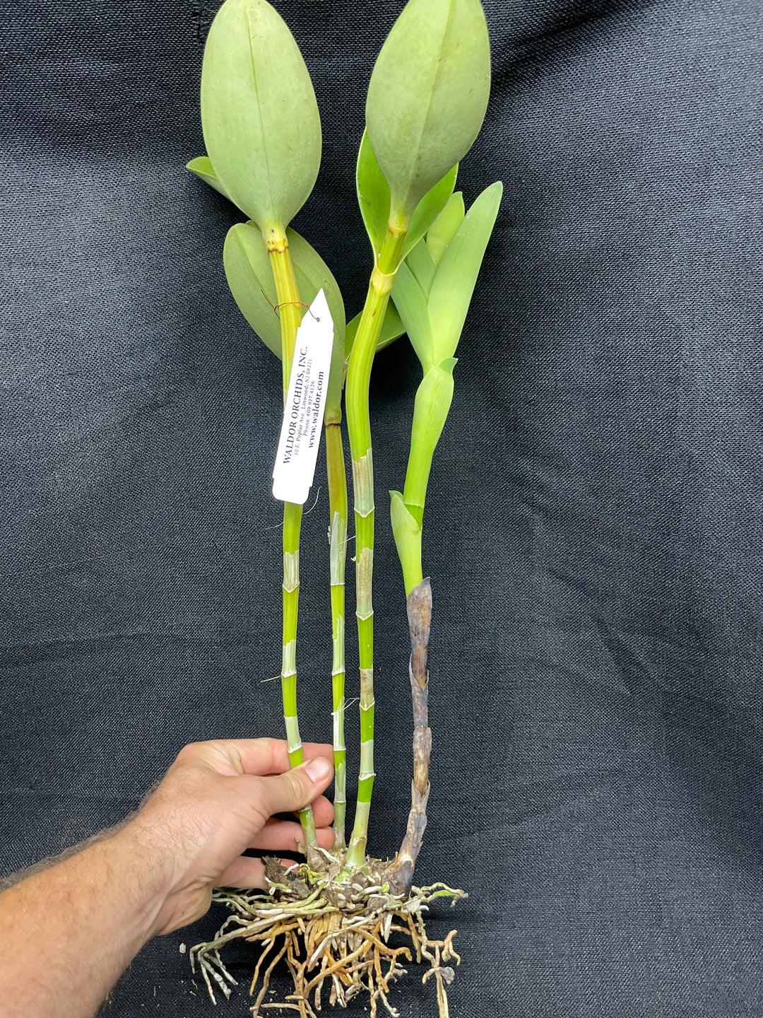 C. bowringiana albescens `Waldor&