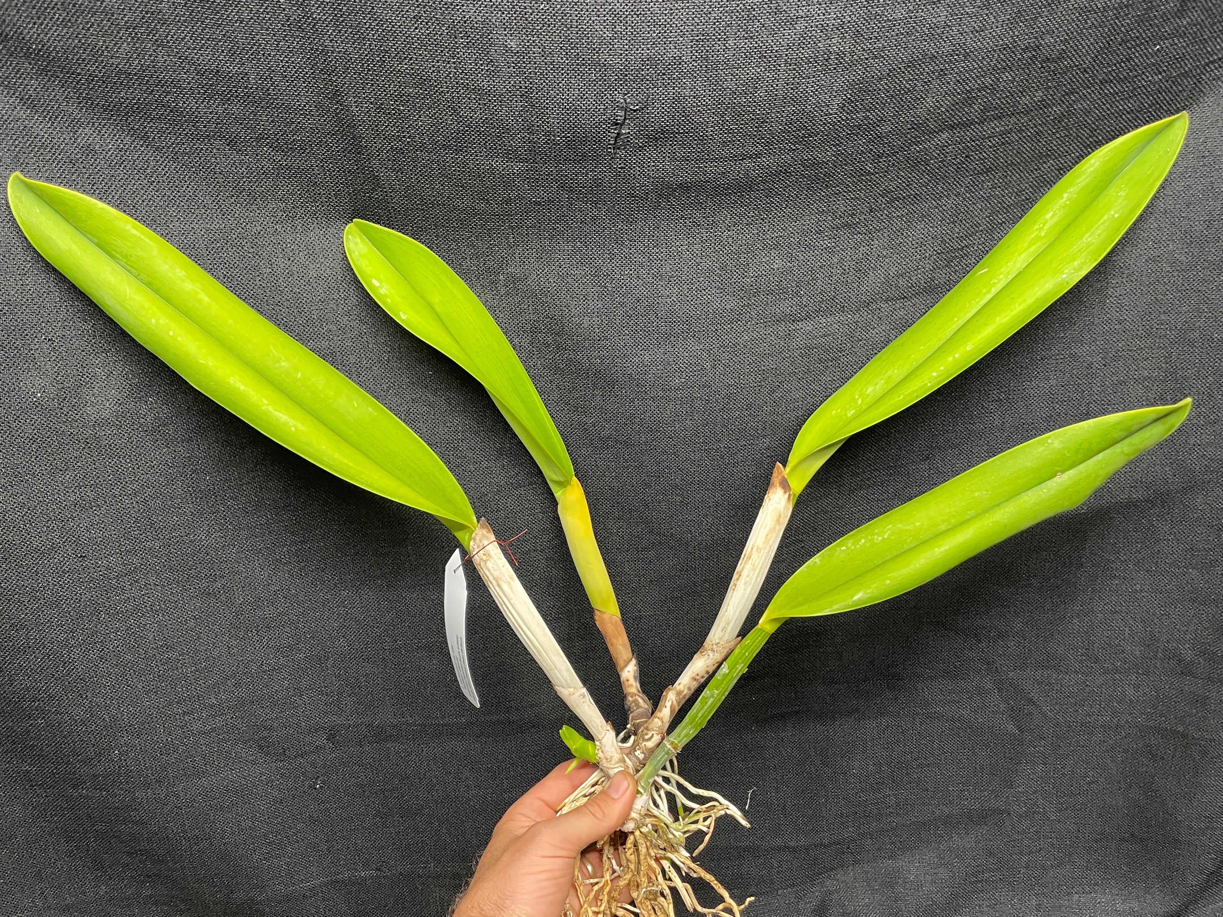 C. warscewiczii alba `Kathleen' AM/AOS Original Division #1 Select