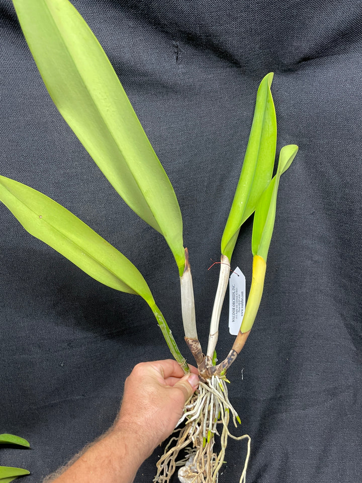 C. warscewiczii alba `Kathleen&