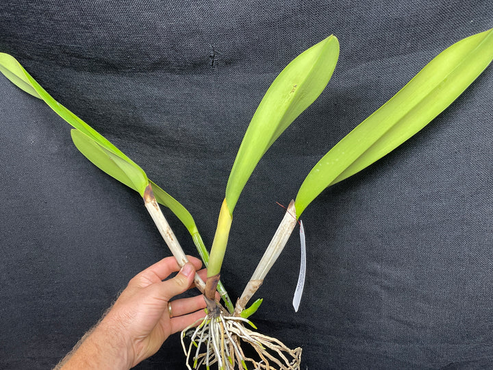 C. warscewiczii alba `Kathleen&