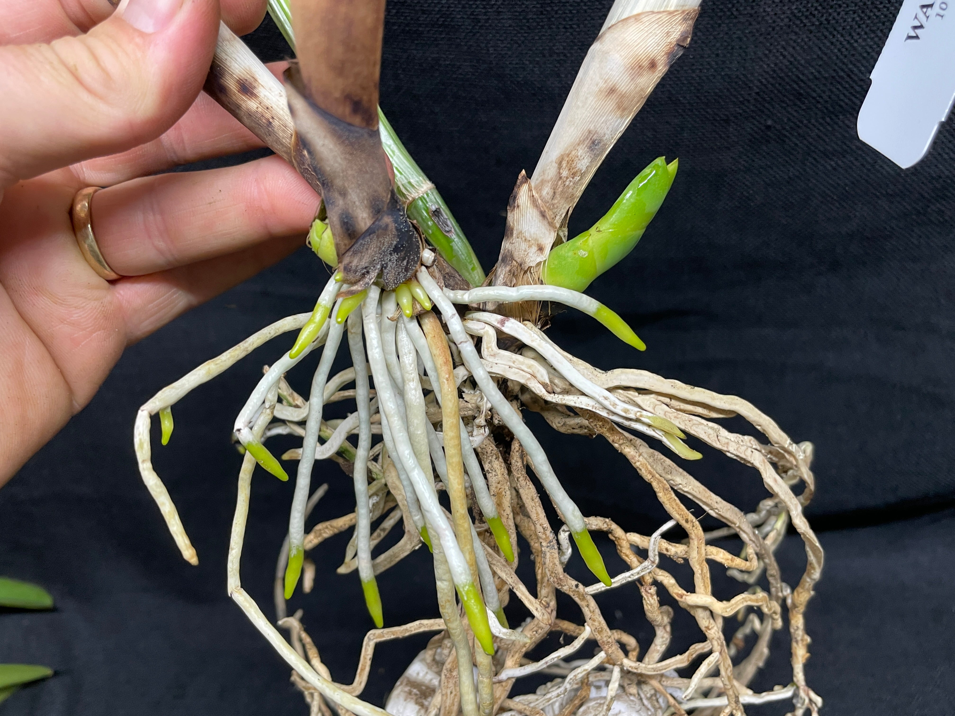 C. warscewiczii alba `Kathleen' AM/AOS Original Division #1 Select