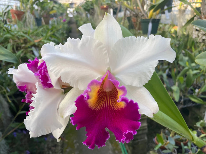 Blc. Golden Emperor `Valley Isle&