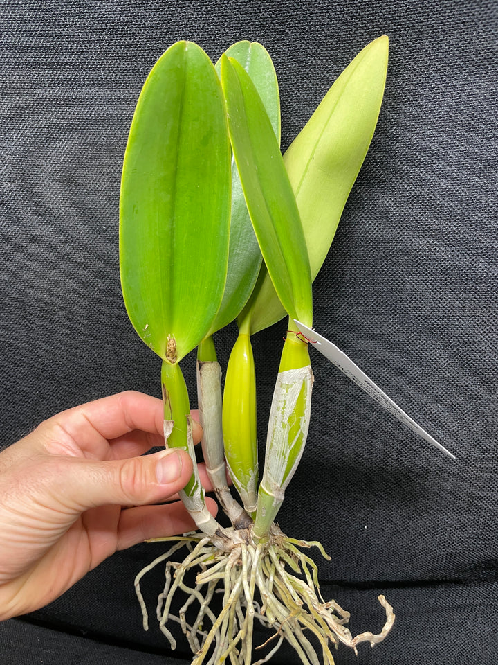 C. gaskelliana coerulea `Blue Dragon&