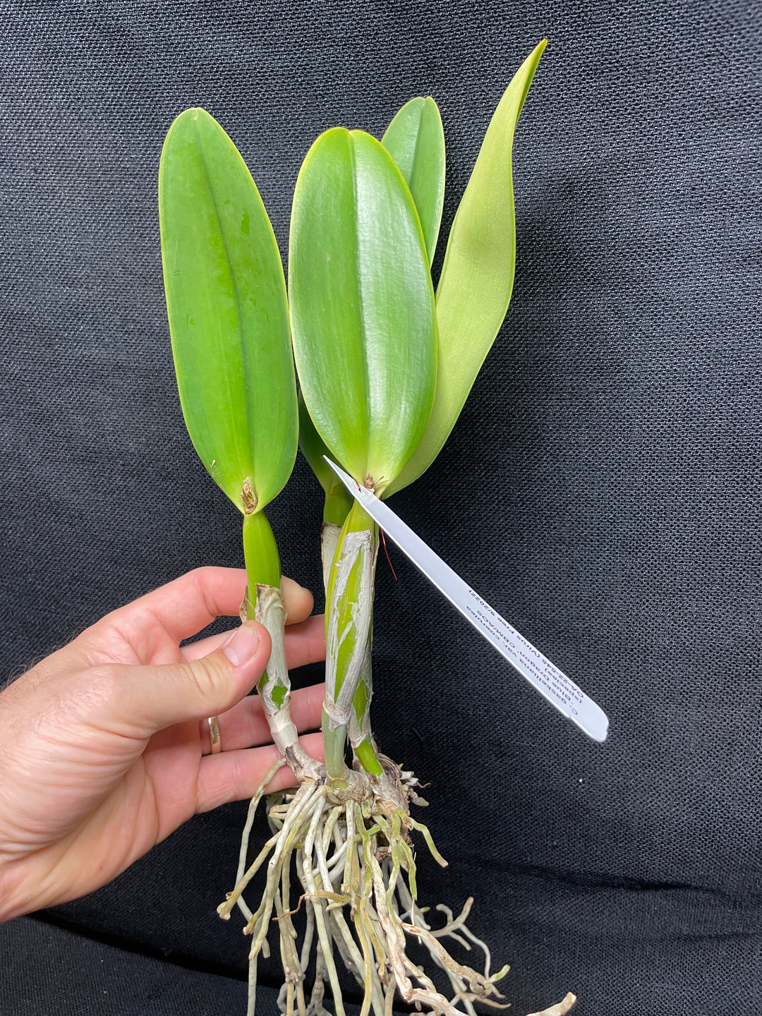 C. gaskelliana coerulea `Blue Dragon&