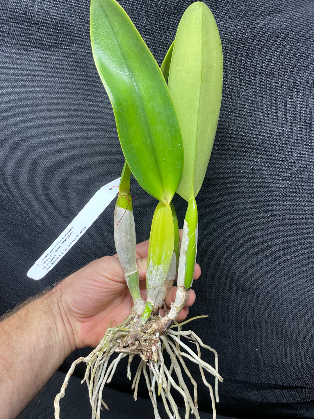 C. gaskelliana coerulea `Blue Dragon&