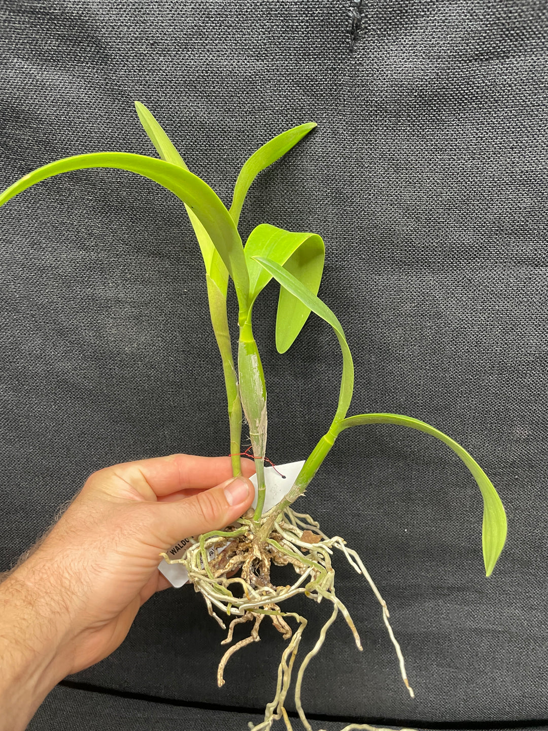 Eplc. Volcano Trick `Angel Fire&