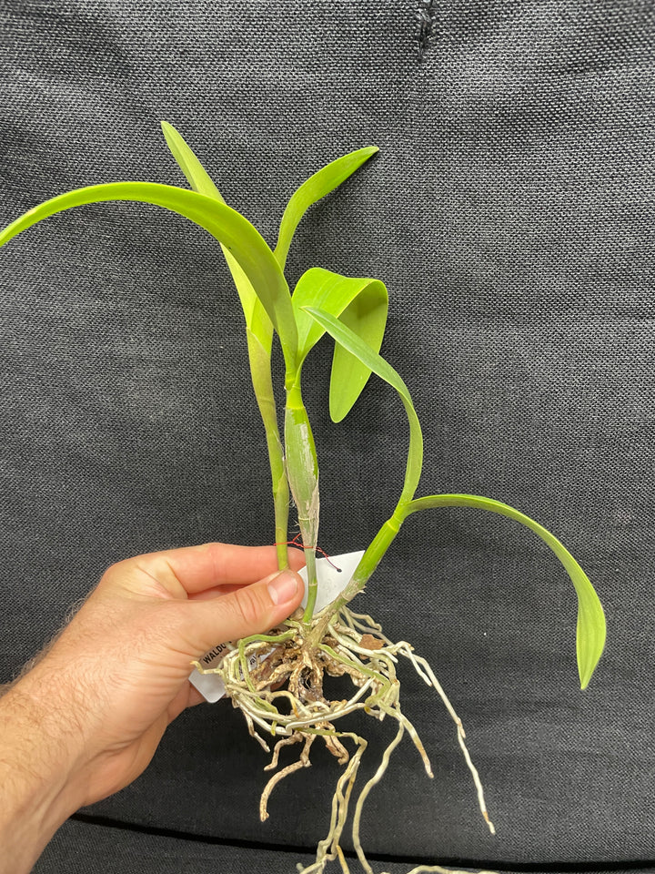 Eplc. Volcano Trick `Angel Fire&
