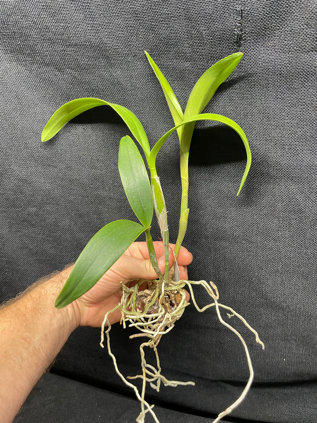 Eplc. Volcano Trick `Angel Fire&
