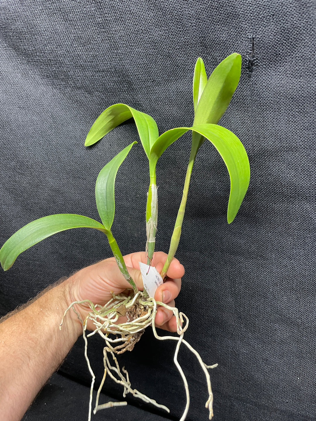 Eplc. Volcano Trick `Angel Fire&