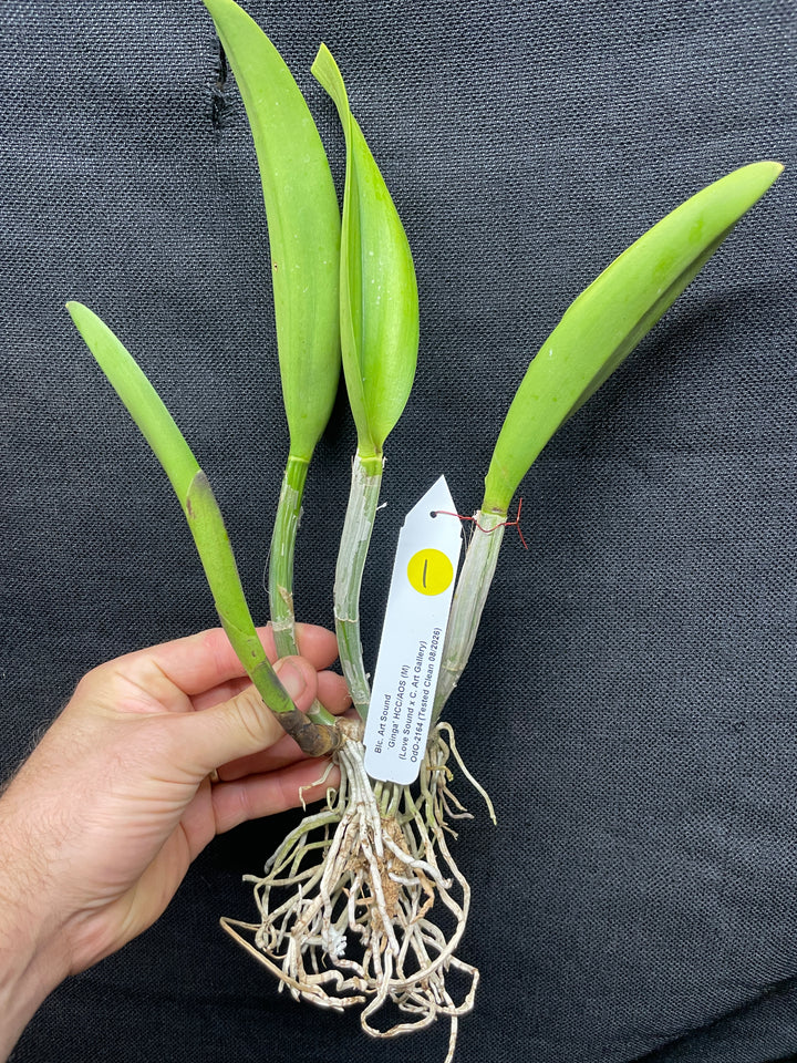 Blc. Art Sound `Ginga&