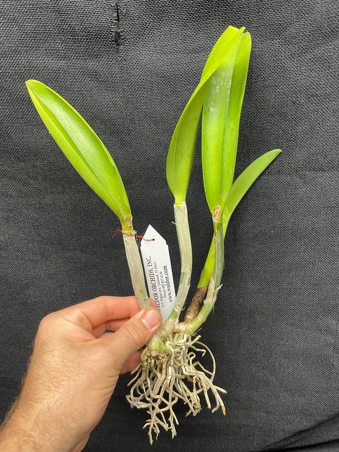 Blc. Art Sound `Ginga&