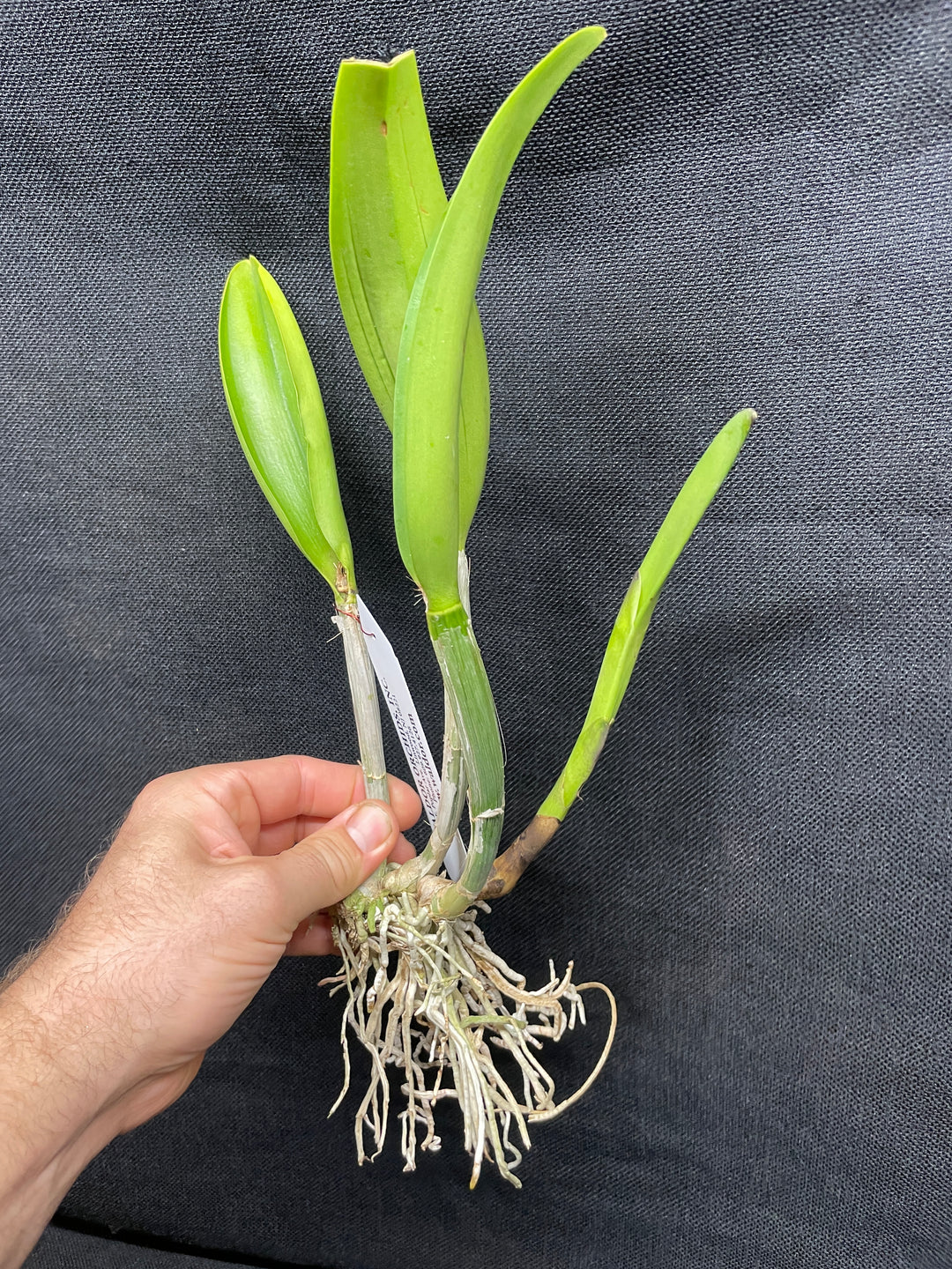 Blc. Art Sound `Ginga&