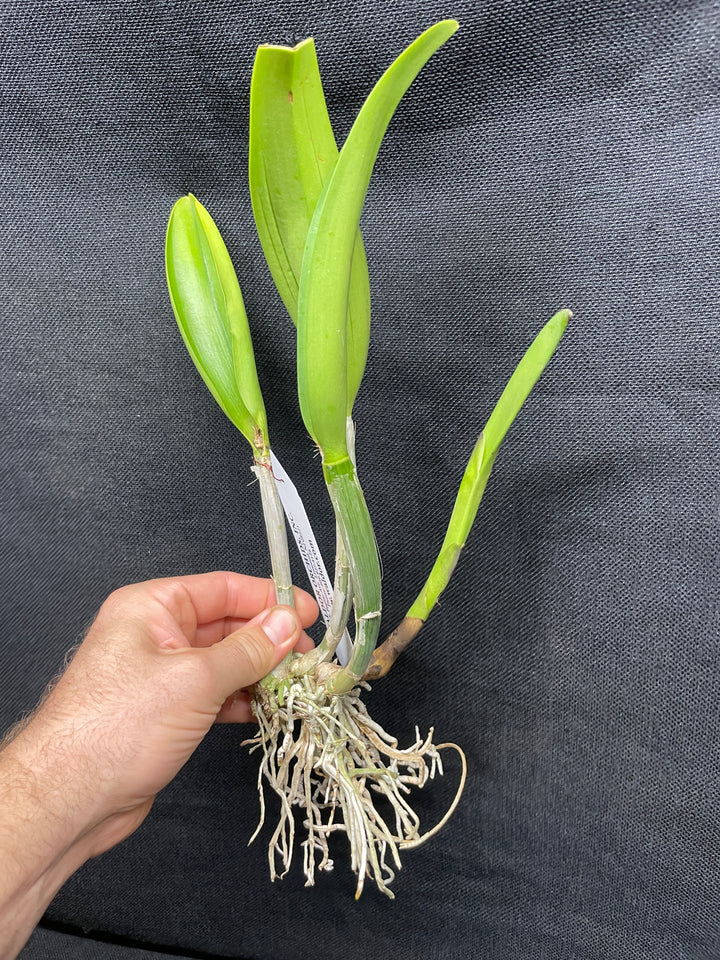 Blc. Art Sound `Ginga&