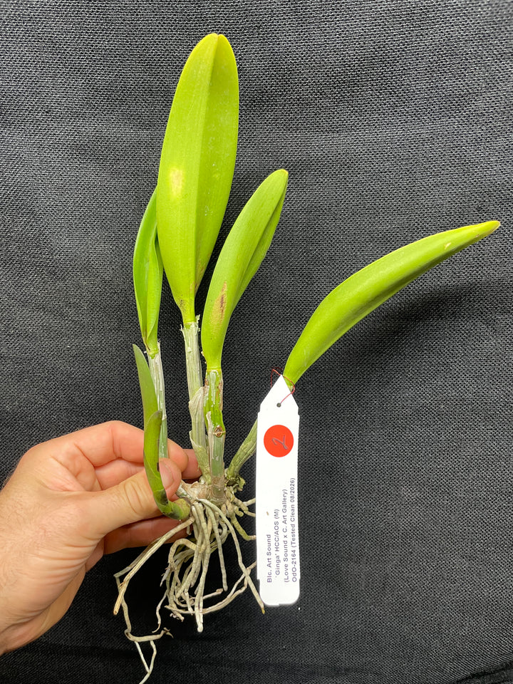 Blc. Art Sound `Ginga&
