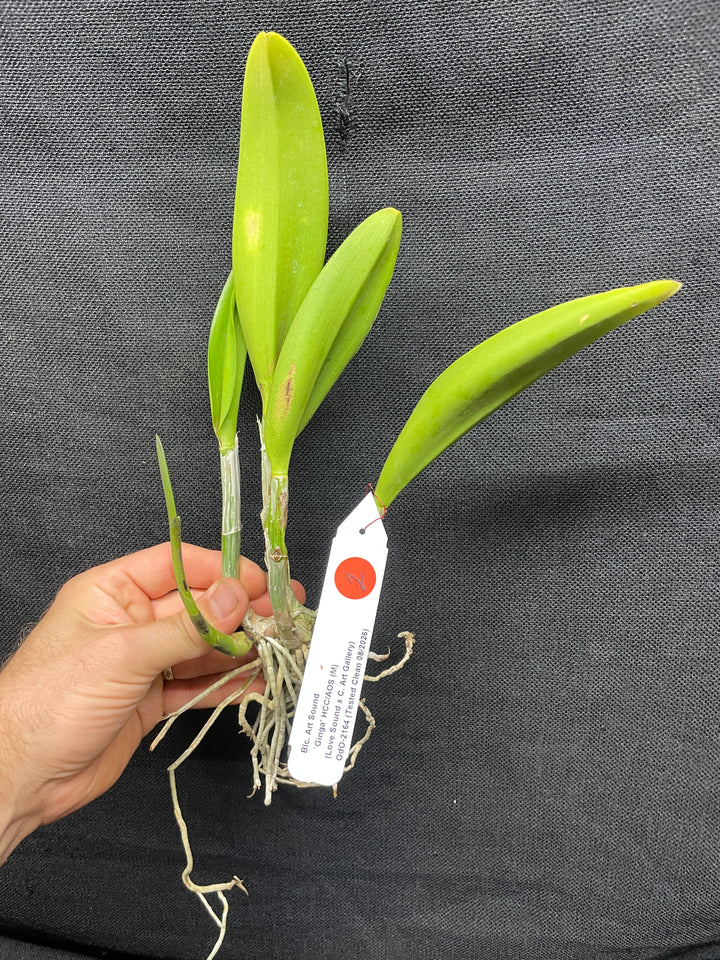 Blc. Art Sound `Ginga&