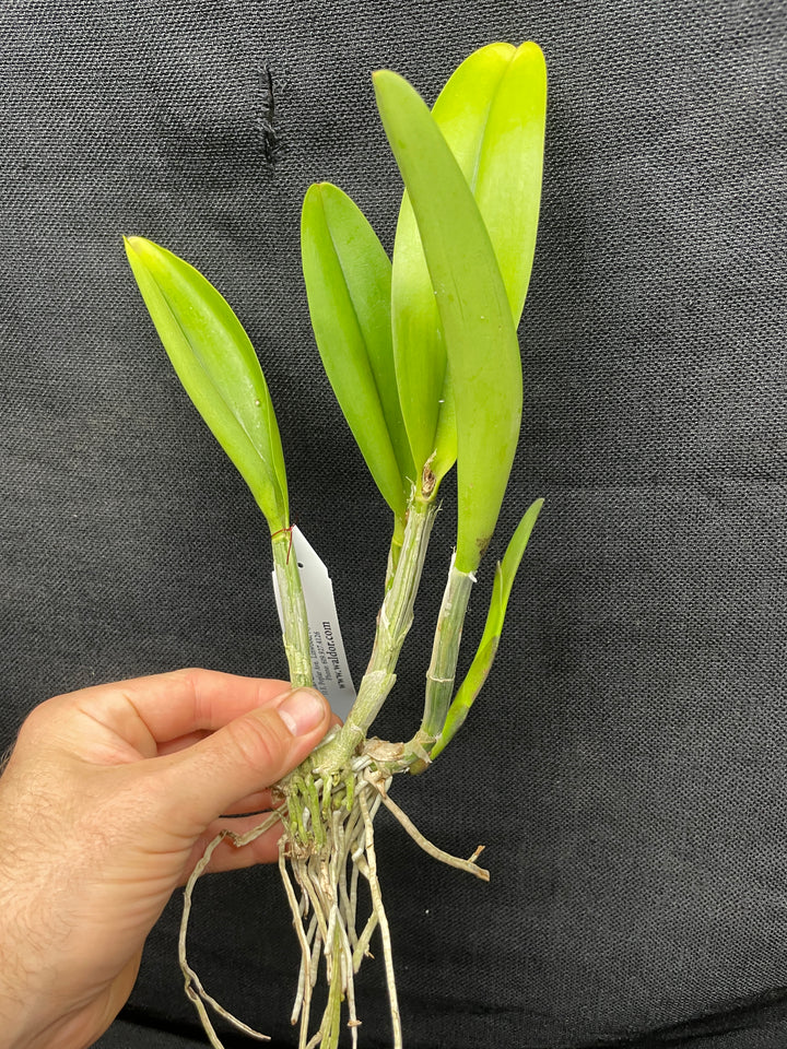 Blc. Art Sound `Ginga&