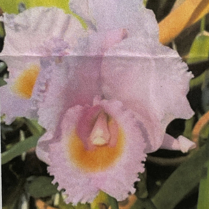 C. schroederae (`Amabilae&