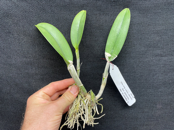 B. digbyana alba `Hammonds&