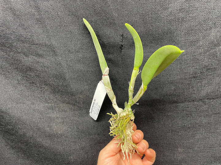 B. digbyana alba `Hammonds&