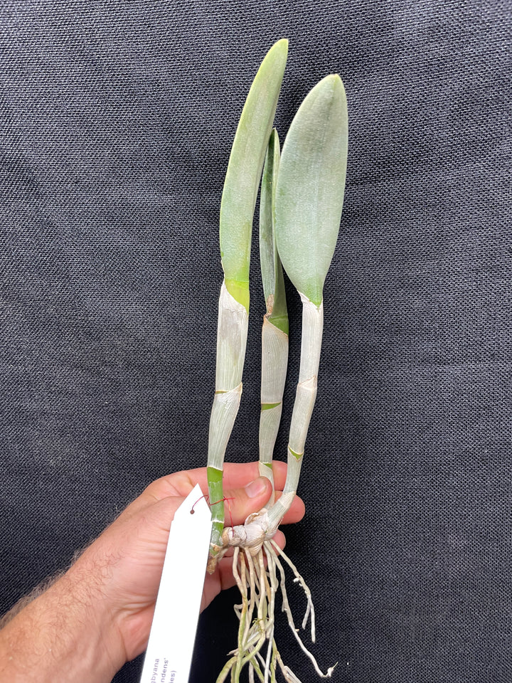 B. digbyana `Glendens&