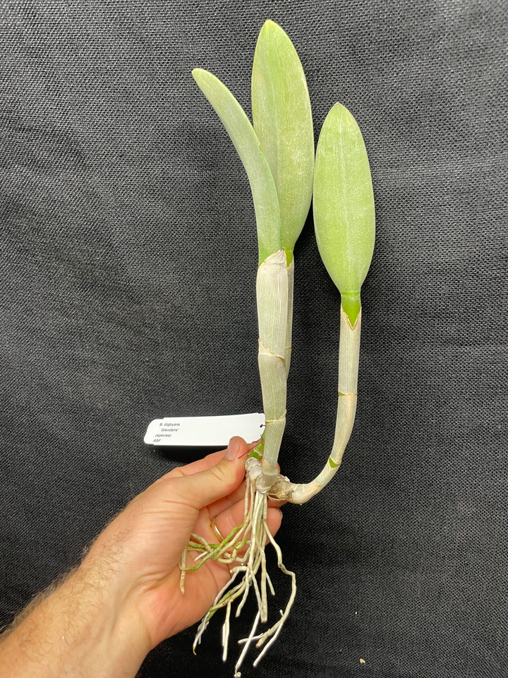 B. digbyana `Glendens&