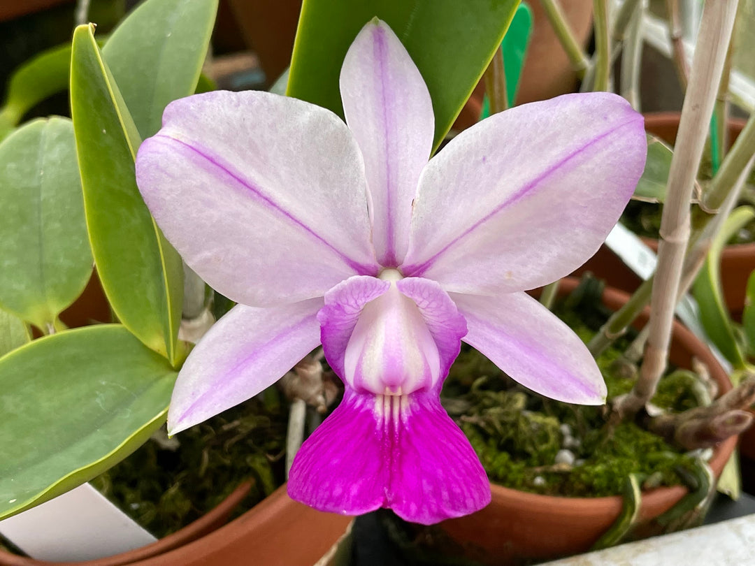 C. walkeriana `Gifu&