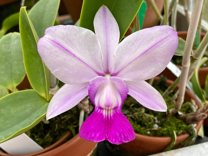 C. walkeriana `Gifu&