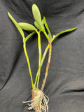 C. bowringiana `Odom's Orchids II' Division #1 Original Division Cattleya Orchid Plant