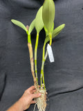 C. bowringiana `Odom's Orchids II' Division #1 Original Division Cattleya Orchid Plant