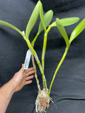 C. bowringiana `Odom's Orchids II' Division #1 Original Division Cattleya Orchid Plant