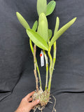 C. bowringiana `Odom's Orchids II' Division #2 Original Division Cattleya Orchid Plant