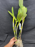 C. bowringiana `Odom's Orchids II' Division #2 Original Division Cattleya Orchid Plant