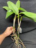 C. Brabantiae `Sentinel's Surprise' AM/AOS Original Cattleya Orchid Plant DIV #1