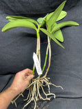 C. Brabantiae `Sentinel's Surprise' AM/AOS Original Cattleya Orchid Plant DIV #1