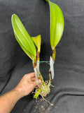 Lc. Hawaiian Blue Sky `Chelsey' Cattleya Orchid Plant DIV #1