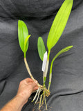 Lc. Laura Sanchez `Over the Rainbow' AM/AOS Original Cattleya Orchid Plant DIV #1