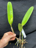 C. trianaei albescens `Madre Perla' Select Species Cattleya Orchid Plant Div #1