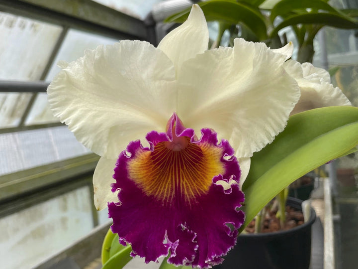 Blc. Golden Emperor `Valley Isle&